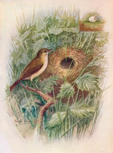 Chiff-Chaff - Phylloscopus rufus, c1910, 1910 autorstwa George James Rankin