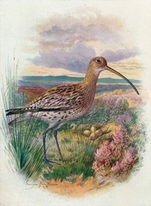 Kulik - Numenius arquata, c1910, 1910 autorstwa George James Rankin