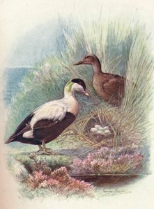 Eider-Duck - Somateria mollissima, c1910, 1910 autorstwa George James Rankin