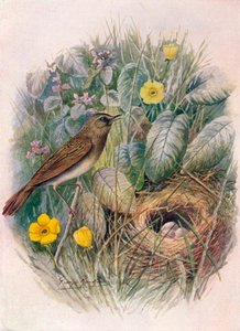 Konik polny-Pokrzewka - Locustella naevia, c1910, 1910 autorstwa George James Rankin