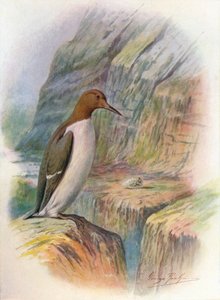 Guillemot - Troile Uria, c1910, 1910 autorstwa George James Rankin