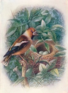 Grubodziób zwyczajny - Coccothraustes vulgaris, c1910, 1910 autorstwa George James Rankin
