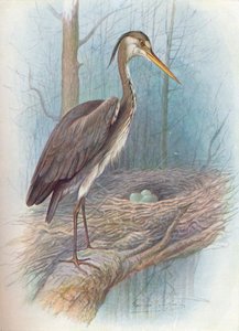 Czapla - Ardea cinerea, c1910, 1910 autorstwa George James Rankin