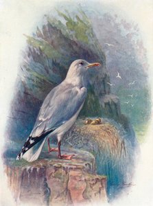 Mewa srebrzysta - Larus argentatus, c1910, 1910 autorstwa George James Rankin