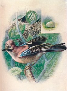 Sójka - Garrulus glandarius, c1910, 1910
