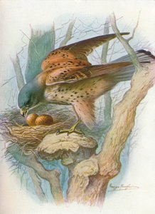 Pustułka - falco tinnunculus, c1910, 1910 autorstwa George James Rankin