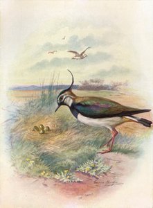 Czajka lub Peewit - Vnellus vulgaris, c1910, 1910 autorstwa George James Rankin