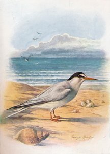 Rybitwa - Sterna minuta, c1910, 1910 autorstwa George James Rankin
