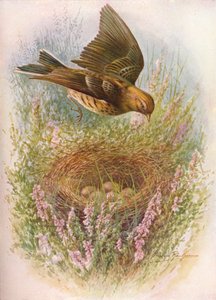 Meadow-Pipit lub Titlark - Anthus pratensis, c1910, 1910 autorstwa George James Rankin