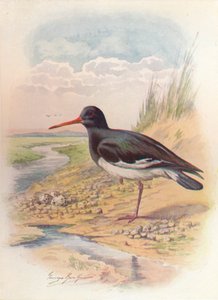 Łapacz ostryg - Haematopus ostralegus, c1910, 1910 autorstwa George James Rankin