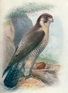 Sokół wędrowny - Falco peregrinus, c1910, 1910