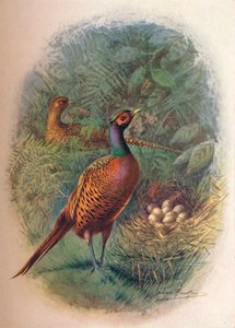 Bażant - Phasianus colchicus, c1910, 1910 autorstwa George James Rankin