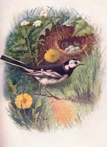 Pliszka żałobna - Motacilla lugubris, c1910, 1910 autorstwa George James Rankin