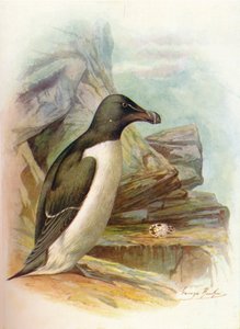 Razorbill - Alca torda, c1910, 1910 autorstwa George James Rankin