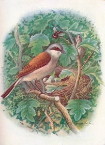 Dzierzba gąsiorek - Lanius collurio, c1910, 1910 autorstwa George James Rankin