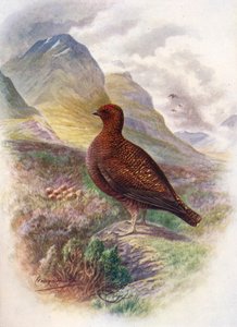 Cietrzew - Lagopus scoticus, c1910, 1910 autorstwa George James Rankin