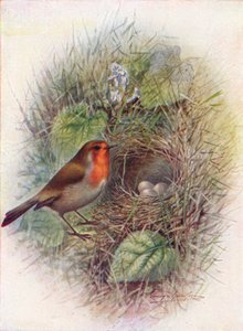 Rudzik lub Rudzik - Erithacus rubecula, c1910, 1910 autorstwa George James Rankin