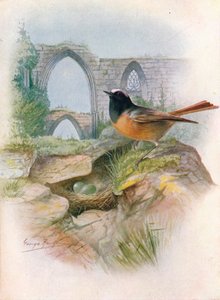Kopciuszek - Ruticilla phoenicurus, c1910, 1910 autorstwa George James Rankin