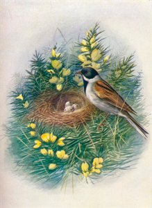 Trznadel trzcinowy - Embriza schoeniclus, c1910, 1910
