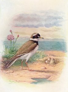 Sieweczka obrożna - Aegialitis hiaticola, c1910, 1910 autorstwa George James Rankin