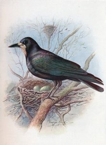 Wieża - Corvus frugilegus, c1910, 1910 autorstwa George James Rankin