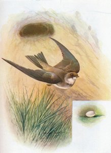 Sand-Martin - Cotile riparia, c1910, 1910 autorstwa George James Rankin