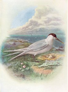 Rybitwa kanapkowa - Sterna cantiaca, c1910, 1910