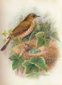 Song-Thrush lub Mavis - Turdus musicus, c1910, 1910