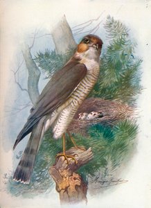Wróbel jastrząb - Accipiter nisus, c1910, 1910 autorstwa George James Rankin