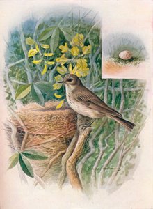 Muchołówka cętkowana - Muscicapa grisola, c1910, 1910 autorstwa George James Rankin