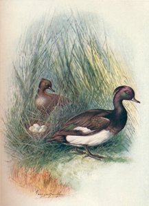 Czernica - Fuligula cristata, c1910, 1910