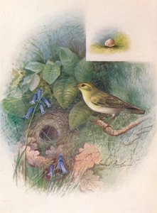 Strzyżyk leśny - Phylloscopus sibilatrix, c1910, 1910 autorstwa George James Rankin