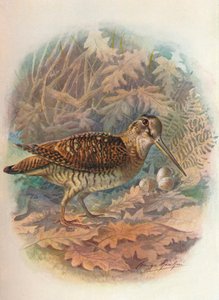 Słonka - Scolopax rusticula, c1910, 1910