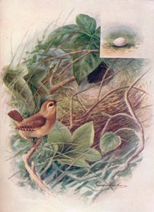 Wren - Troglodytes parvulus, c1910, 1910 autorstwa George James Rankin
