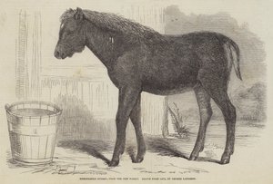 Niezwykła hybryda z Nowego Lasu autorstwa George Landseer