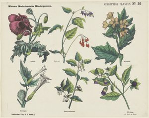 Trujące rośliny (tytuł na obiekcie) Nowe holenderskie grafiki dla dzieci (tytuł serii na obiekcie) autorstwa George Lodewijk Funke