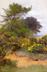 Na skraju Shere Heath