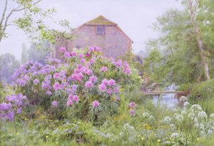 Rododendrony przy młynie wodnym