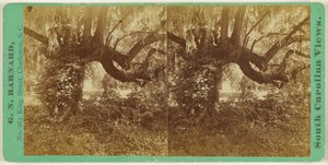 [Live Oaks, cmentarz Magnolia]. autorstwa George N. Barnard