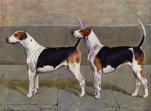 Kolonista i kardynał Puckeridge Foxhounds autorstwa George Paice