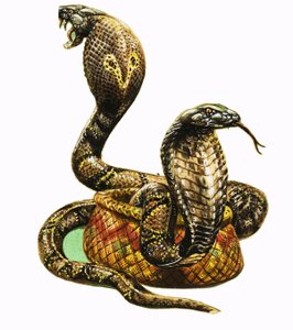 King Cobras autorstwa George R. Radcliffe