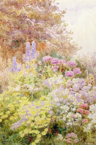 Anthemis, Maki i Larkspur