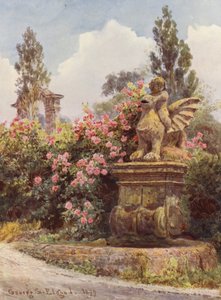 Włoskie ogrody: Chińskie róże, Villa Imperiali (kolorowa litografia) autorstwa George Samuel Elgood