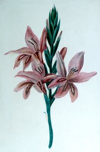 Glaieul Gladioli, XIX wiek.