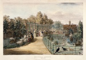 Ogrody Zoologiczne, Regent