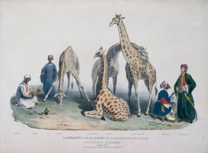 Ogrody Zoologiczne, Regent