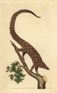 Manis czteropalczasty, łuskowiec długoogonowy lub łuskowiec czarnobrzuchy, z „Miscellany przyrodnika” autorstwa George Shaw