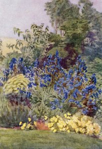 Anchusa Italica odmiana Dropmore, Dropmore Alkanet, z Clematis recta i Violas (kolor lito) autorstwa George Soper
