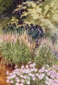 Veronica spicata rosea, z Eryngium i Violas (kolor lito) autorstwa George Soper