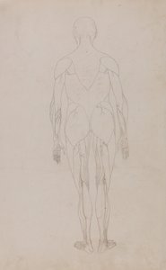 Anatomiczna ekspozycja porównawcza struktury ludzkiego ciała z ciałem tygrysa i zwykłego ptactwa: Postać ludzka, widok z tyłu (dalsze studium dla tabeli XII) autorstwa George Stubbs